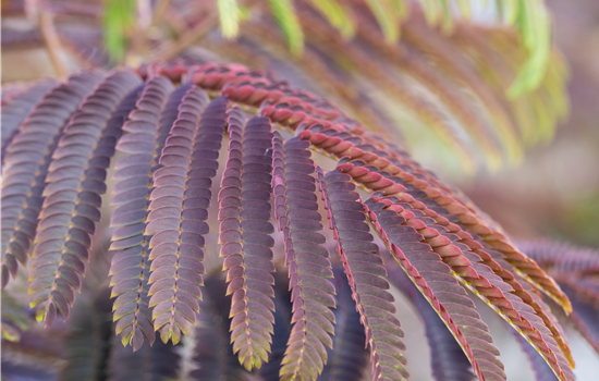 Albizia jul. 'Evey's Pride'
