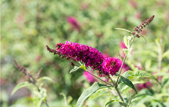 Buddleja 'Miss Ruby' NEUHEIT