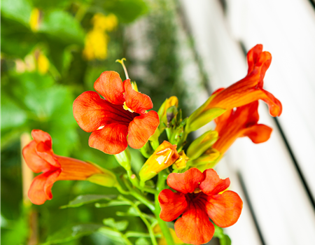 Campsis tagliabuana 'Mme. Galen'