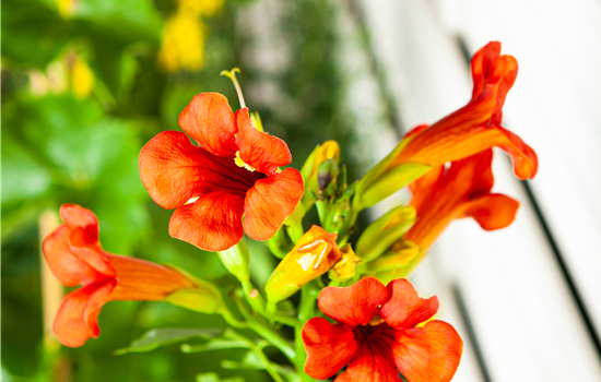 Campsis tagliabuana 'Mme. Galen'