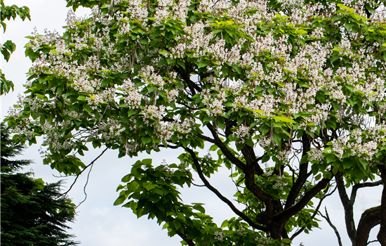 Catalpa bignonioides 'Bungei'