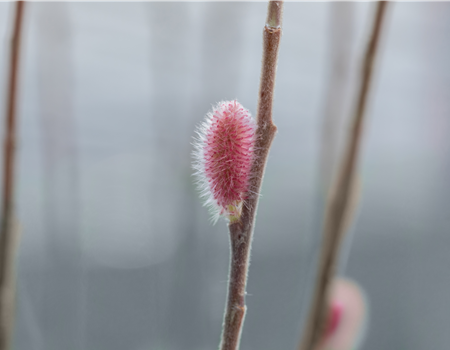 Salix gracilistyla 'Mount Aso'