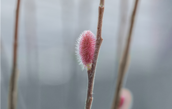 Salix gracilistyla 'Mount Aso'