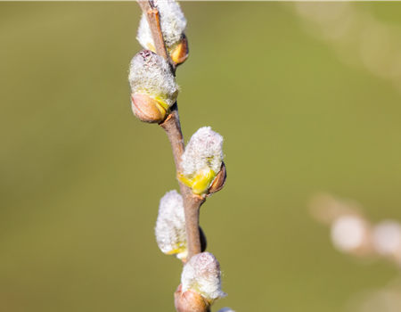 Salix hastata 'Wehrhahnii'