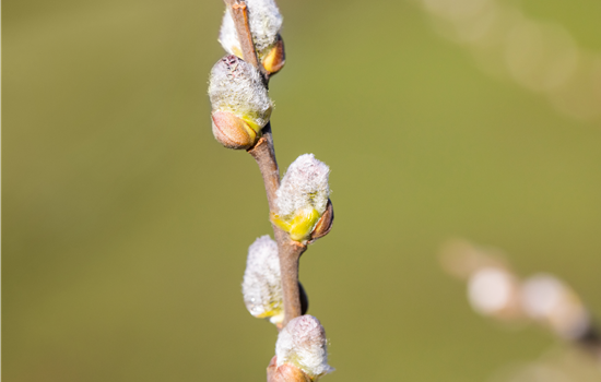 Salix hastata 'Wehrhahnii'