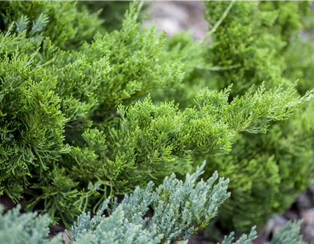 Juniperus chinensis 'Kaizuka'