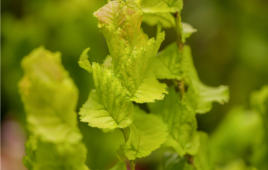 Ulmus hollandica 'Wredei'