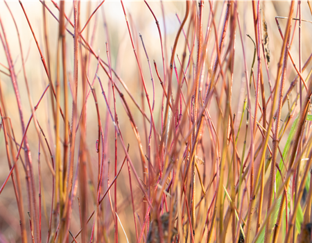 Cornus sericea 'Kelsey'