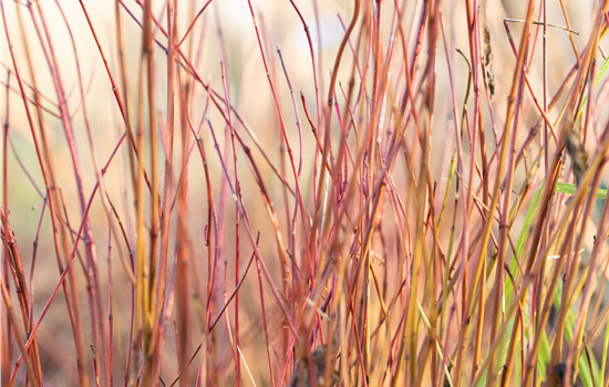 Cornus sericea 'Kelsey'