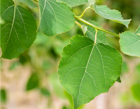 Populus tremula