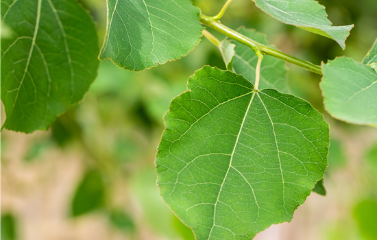 Populus tremula