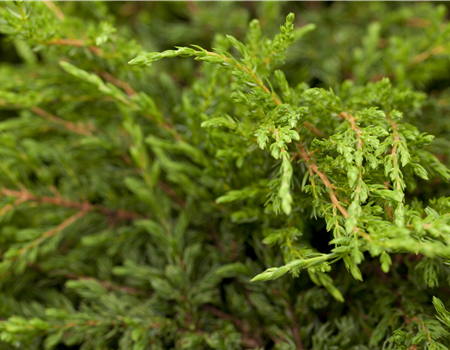 Juniperus communis 'Repanda'