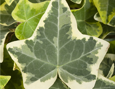 Hedera hel. 'Glacier'