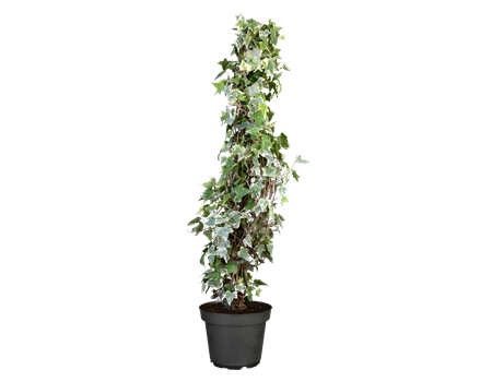 Hedera hel. 'Glacier'