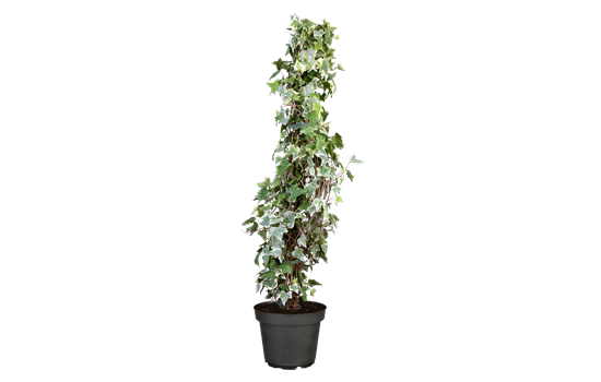 Hedera hel. 'Glacier'