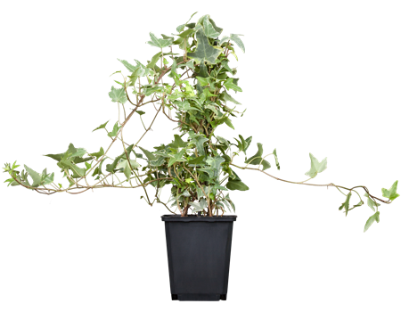 Hedera helix