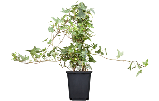 Hedera helix