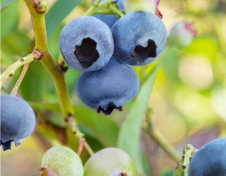 Vaccinium cory. 'Chandler'
