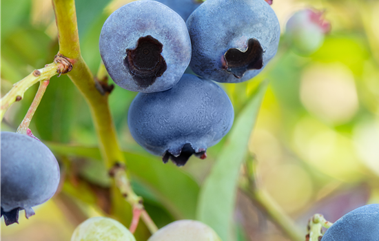Vaccinium cory. 'Chandler'
