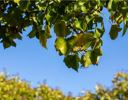 Hedera helix 'Arborescens'