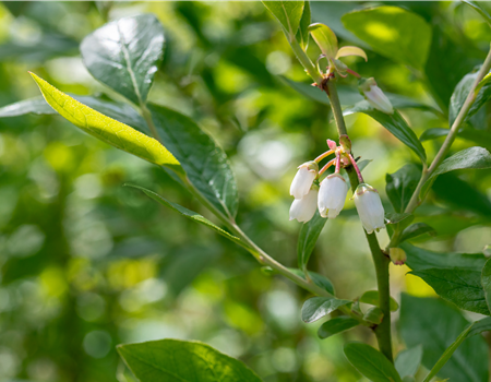 Vaccinium cory. 'Duke'