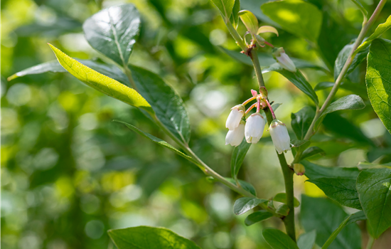 Vaccinium cory. 'Duke'