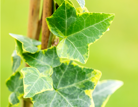 Hedera helix 'Goldchild'