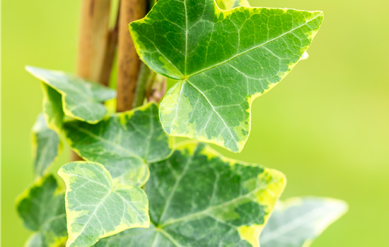 Hedera helix 'Goldchild'