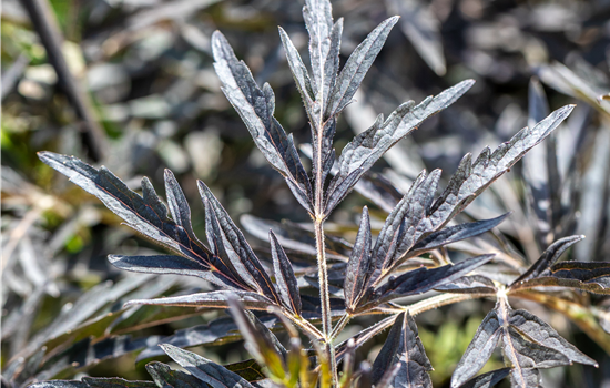Sambucus nigra 'Cherry Lace'