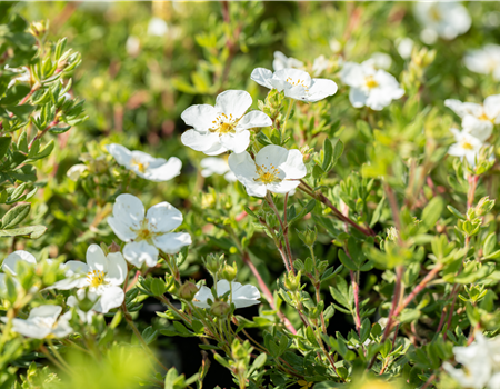 Potentilla fruticosa 'Abbotswood'