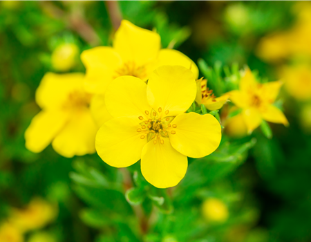Potentilla fruticosa 'Goldfinger'