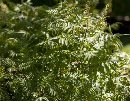 Sorbaria sorb. 'Matcha Ball'
