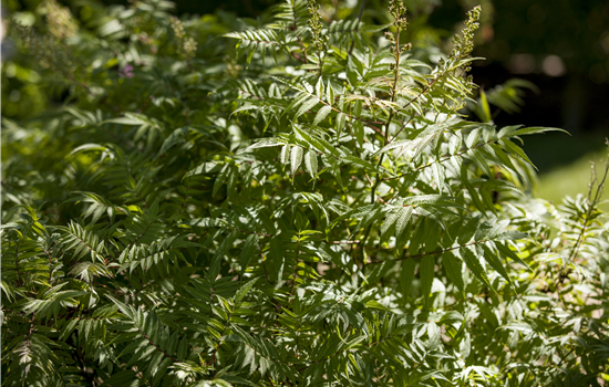 Sorbaria sorb. 'Matcha Ball'