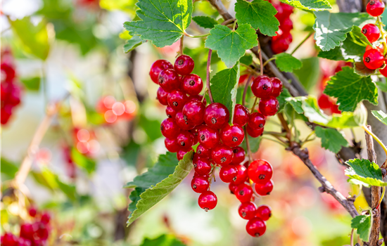 Ribes rubrum 'Rolan'