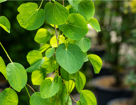 Cercidiphyllum japonicum 'Pendulum'