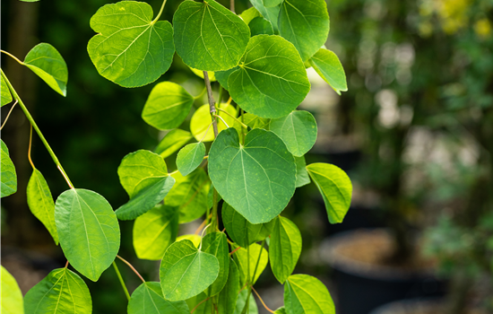 Cercidiphyllum japonicum 'Pendulum'