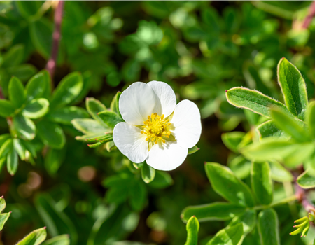 Potentilla fruticosa 'Snowflake'
