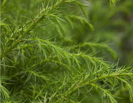 Cryptomeria jap. 'Elegans Viridis'