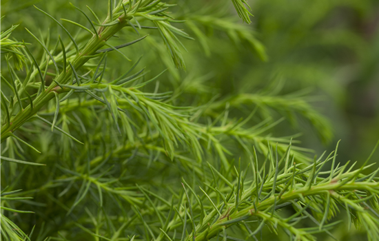Cryptomeria jap. 'Elegans Viridis'