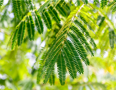 Albizia julibrissin 'Ombrella'