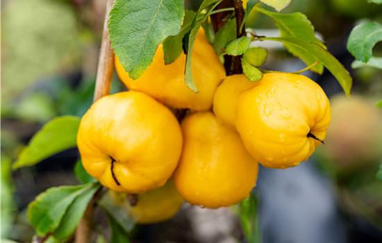 Chaenomeles 'Cido'