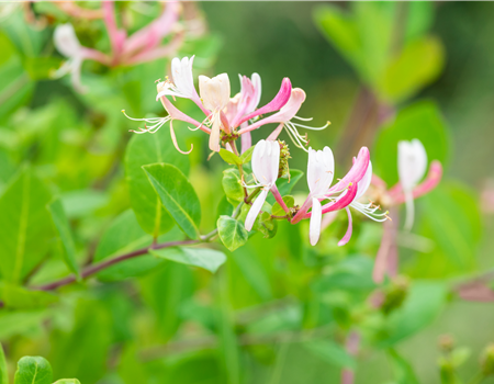Lonicera henryi