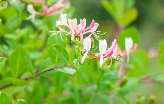 Lonicera henryi