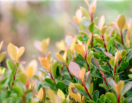 Photinia fras. 'Chico'