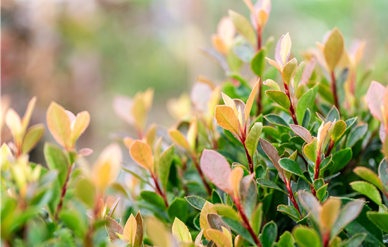 Photinia fras. 'Chico'