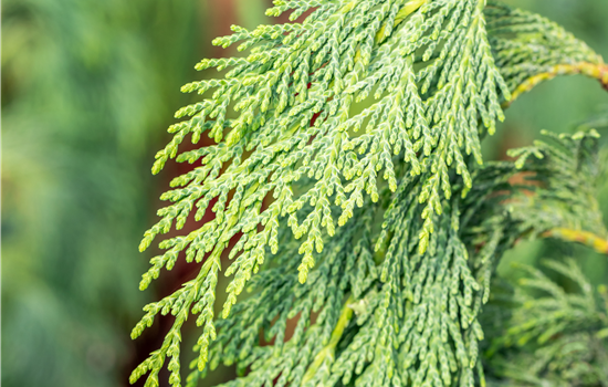 Chamaecyparis nootk. 'Pendula'