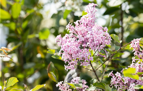 Syringa Bloomerang 'Dark Purple'