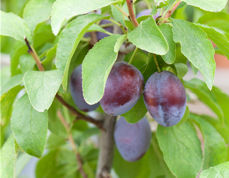 Prunus dom. 'Hanita'