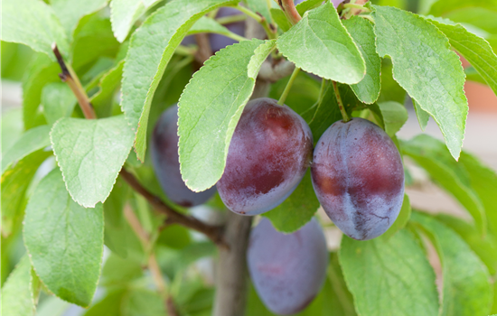 Prunus dom. 'Hanita'