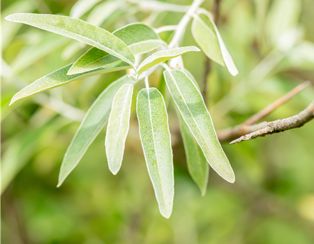 Elaeagnus angustifolia